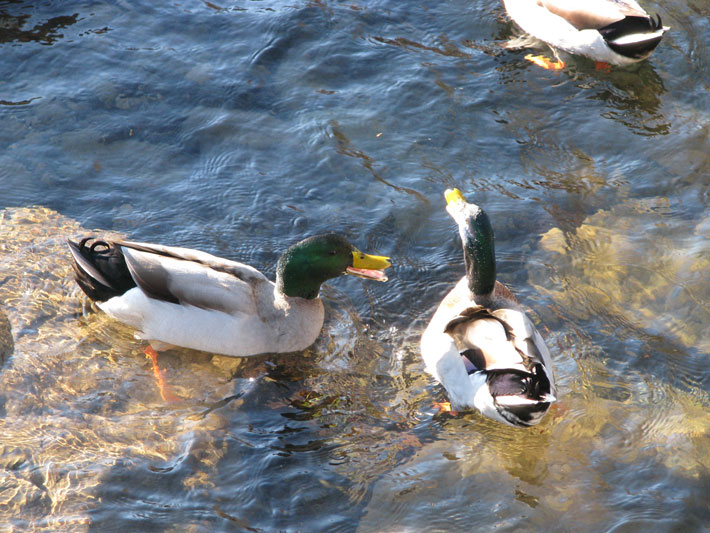 ducks!