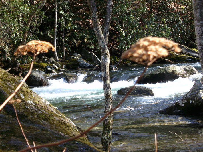 creek in Great Smokey Mountains National Park