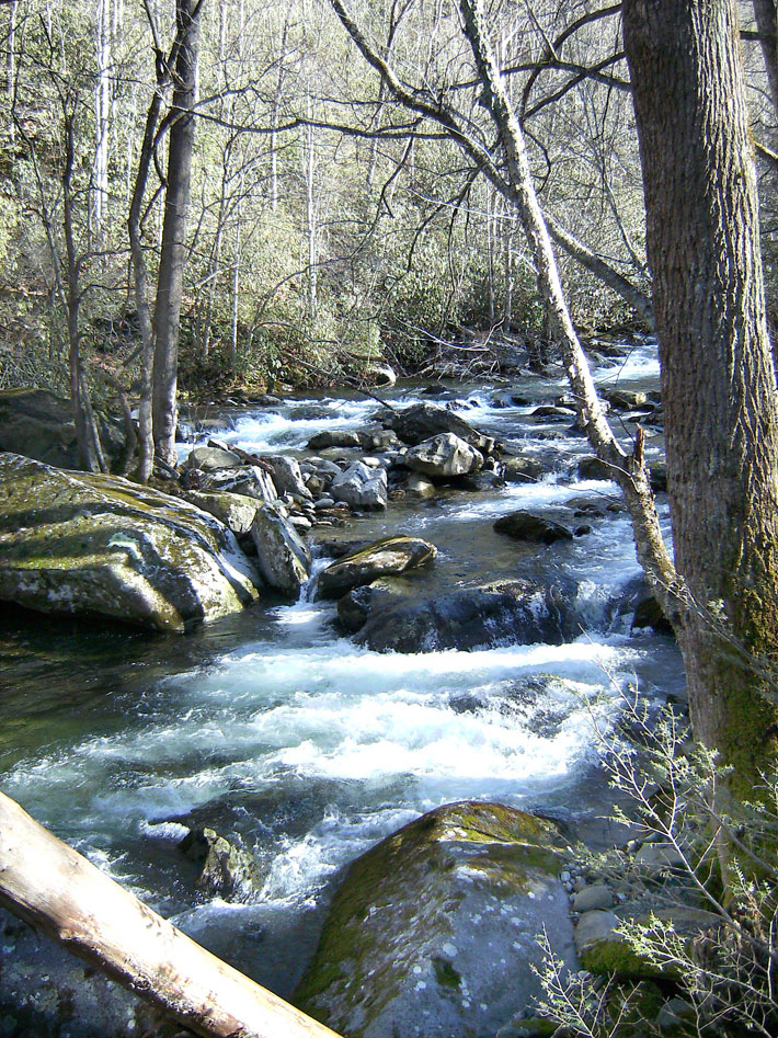 creek in Great Smokey Mountains National Park