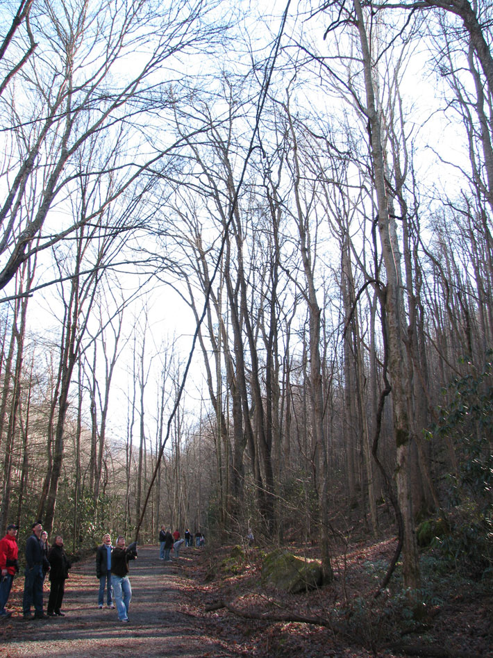 huge vine in Great Smokey Mountains National Park