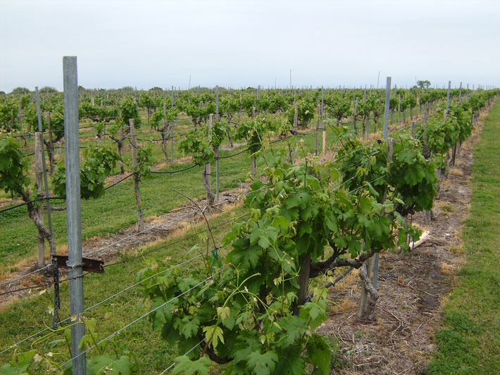 vineyard