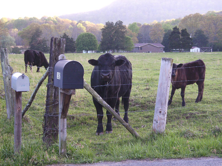 cows by mailbox