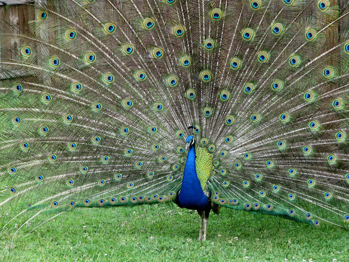 peacock
