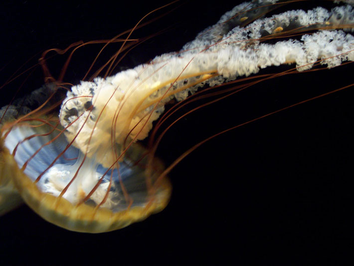 jelly fish